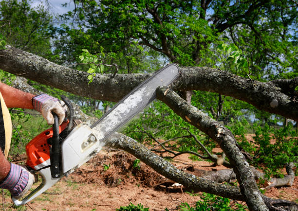 Best Tree Cabling and Bracing  in Burke, VA